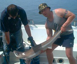 [Image: 61 pound tope as feature in our fishing movies!]