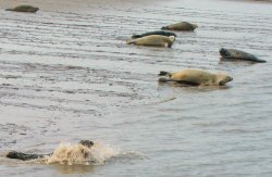 [Image: Seal-watching trip]